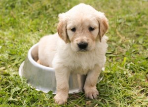 Yellow Lab puppy sitting in his water dish.