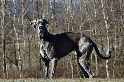 Great Dane like Cleo, who had a record 19 puppies!