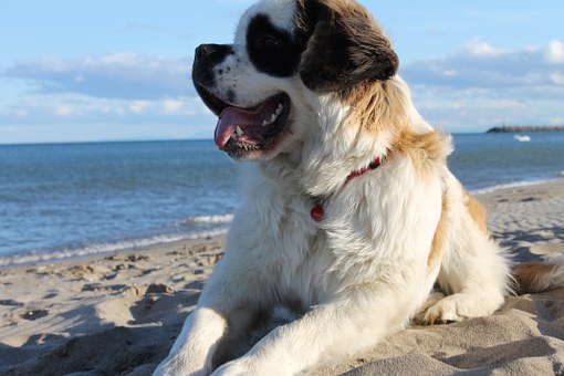St. Bernard (dog) at the beach. 