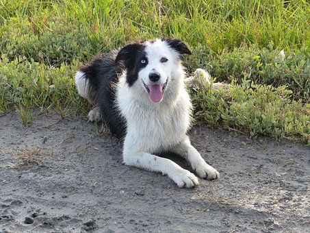 Black and white Border Collie, lying in the dirt, smiling at the camera.