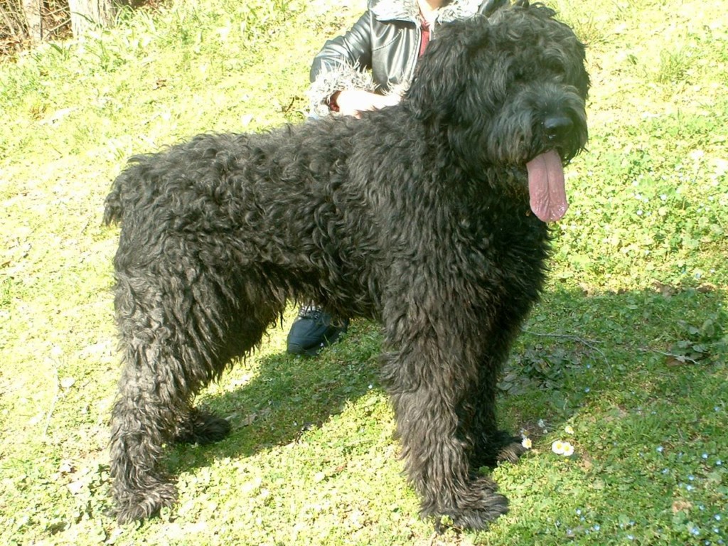 A Bouvier des Flandres -- like Lucky, the dog that inspired the Presidential Pet Museum.