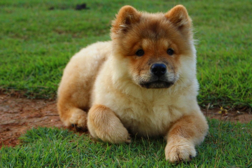 Adorable little fat golden Chow Chow puppy.