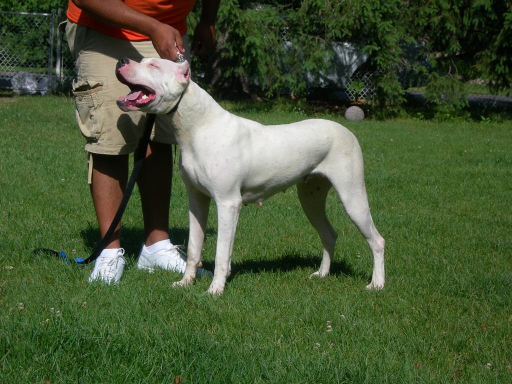 A white Dogo Argentino on the lawn with her trainer.