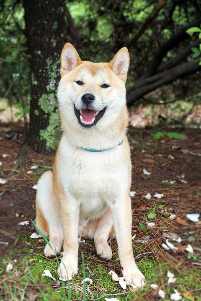 A smiling, mostly cream colored Akita - Japanese strain called shiba inu - in the woods.  
