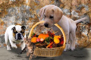 Bulldog accompanying Lab carrying a basket of vegetables