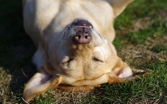 Yellow dog, lying on his back on the grass, sleeping.