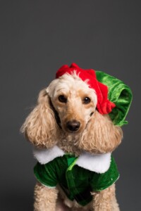 Dog in Elf Costume Image by J Lloa from Pixabay