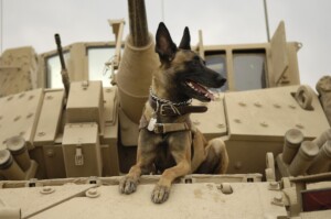 Brown and Black GSD on a Tank