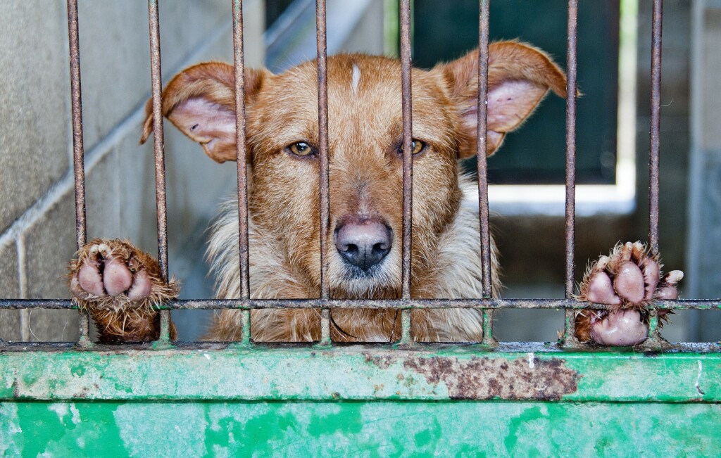 Brown dog behind bars